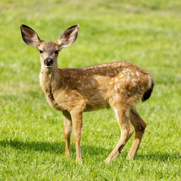 istock White-spotted Black-tailed Deer Fawn Grazing in Alert 1329604778