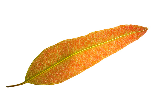 The pattern and color of the eucalyptus leaves in the white background