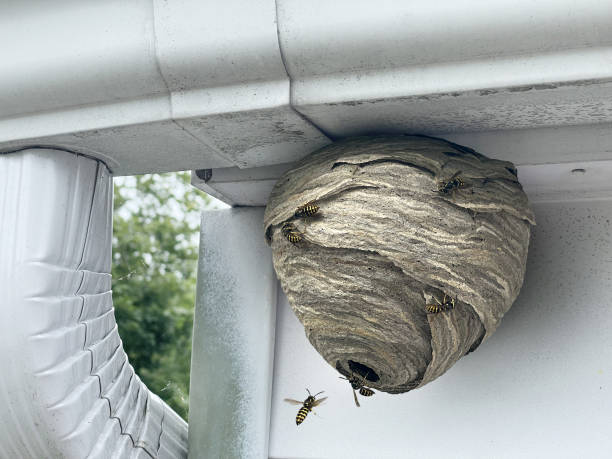 Wasp Nest Attached To Home Wasp nest attached to home outdoor wall and roof as a gray paper colony of yellow jacket hornets as insects flying in and out of the natural structure. wasps nest stock pictures, royalty-free photos & images