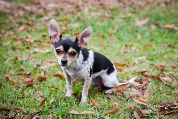 istock Black White and Tan Chihuahua Sitting and Looking at the Camera 1329609632