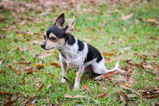 istock Black White and Tan Chihuahua Sitting and Looking away from Camera 1329609634