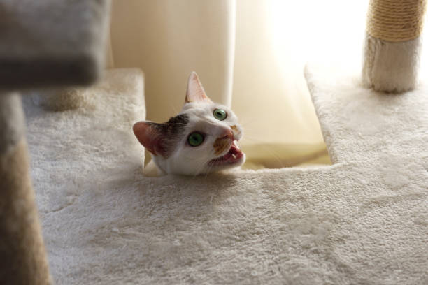 jovem gato branco brincando na torre do gato - pele tower - fotografias e filmes do acervo