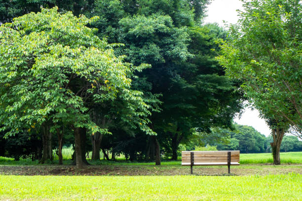 istock A park with bright green trees and lawns and benches 1329611708