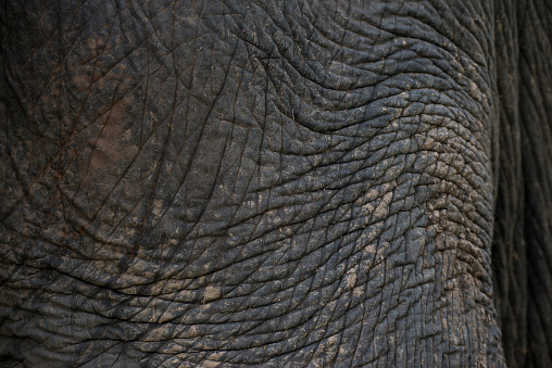 Closeup picture of an elephant skin,village of elephant at Surin province,Northeastern of Thailand.