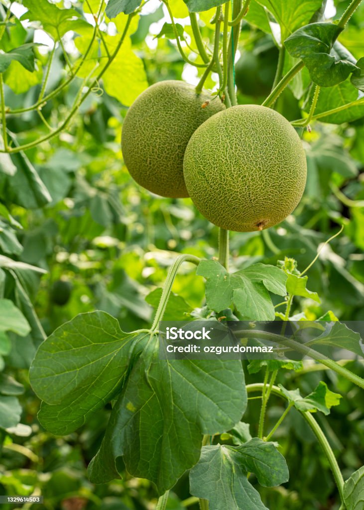 Organic melon fruits hanging on a melon tree in the greenhouse Melon Stock Photo