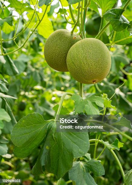 Organic Melon Fruits Hanging On A Melon Tree In The Greenhouse Stock Photo - Download Image Now