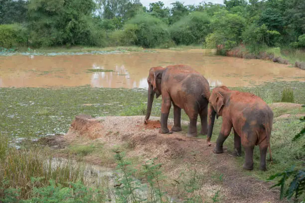 The two Asian elephants contaminated mud will be playing water, playing in the mud,village of elephant at Surin province,Northeastern of Thailand.
