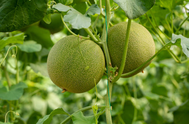 Organic melon fruits hanging on a melon tree in the greenhouse Organic melon fruits hanging on a melon tree in the greenhouse honeydew melon stock pictures, royalty-free photos & images