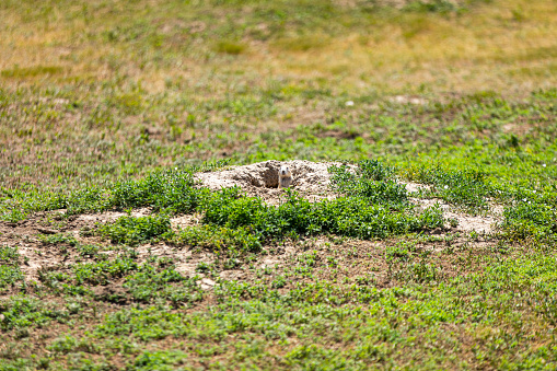 Prairie Dog peeking its  head out of its hole in bright morning light in the middle of an open field