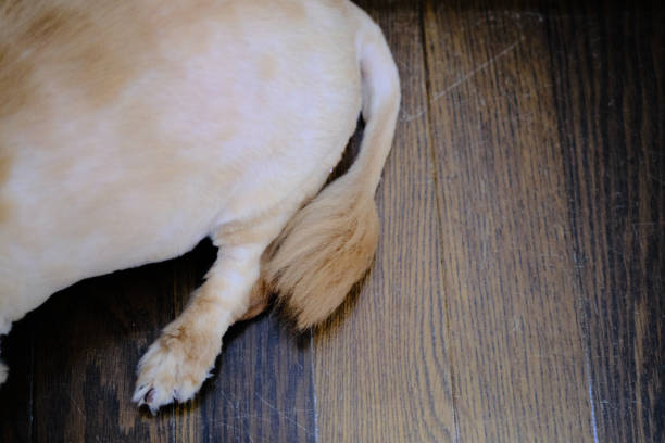 istock Cute tail of dog on flooring 1329615406