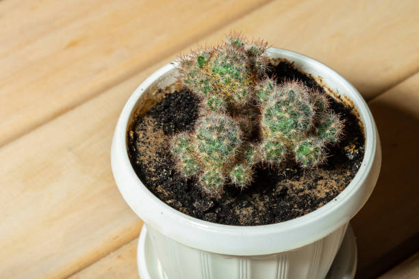 istock Cactus in a pot on a wooden desk 1329615454