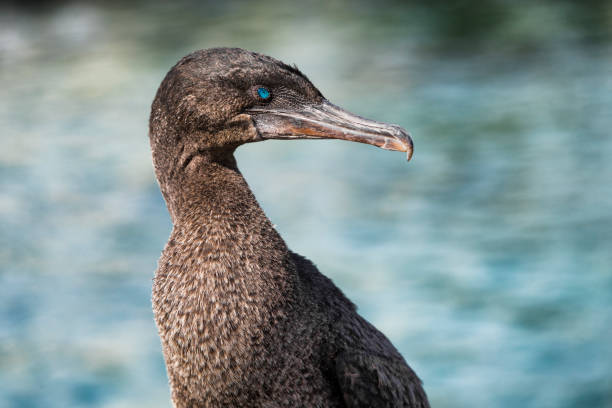 animais de galápagos animais animais - aves sem voo cormorão aka galápagos cormorões - fernandina beach - fotografias e filmes do acervo