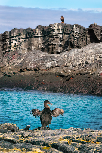 Flightless cormorant aka Galapagos cormorants drying wings by other animals and wildlife by sea on Fernandina island, Espinoza Point, Galapagos Islands. Also Marine Iguanas, Hawk, Sally lightfoot crab