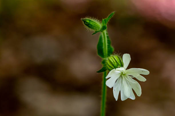 istock Silene latifolia in the forest, close up shoot 1329619659