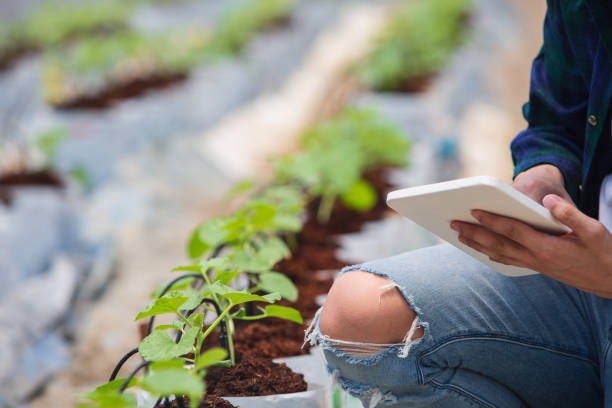 istock Smart farm, Farmer using tablet computer control agricultural system in greenhouse before harvest. 1329620495