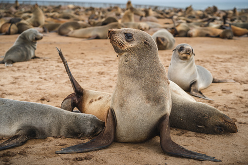 Thousands of seals at the Cape Cross Seal Reserve on the Skeleton Coast in Namibia. Cape Cross is home to one of the largest colonies of Cape fur seals in the world.