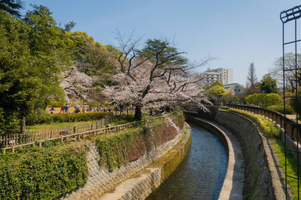 cherry blossoms are blooming in spring at nakano tokyo - camel fair imagens e fotografias de stock