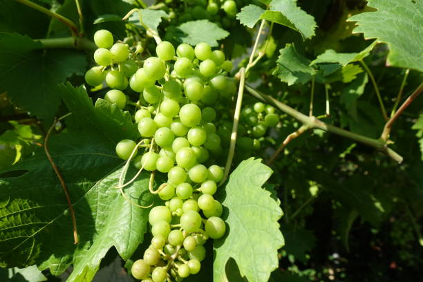 istock Vine in summer  Bunches of green grapes 1329621612