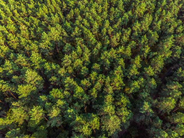 istock Aerial panoramic view of evergreen pine forest. 1329621868