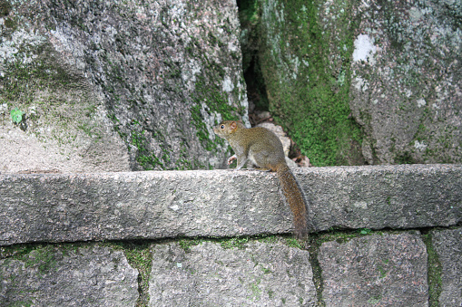 A squirrel sits on a stone wall in the mountains