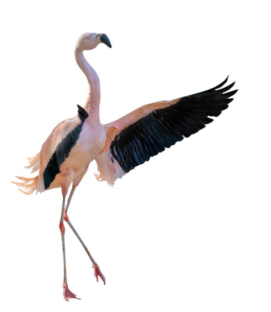 single pink flamingo isolated on white background