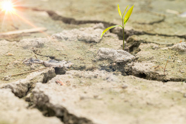 istock Trees that grow in arid soil, global warming 1329627554