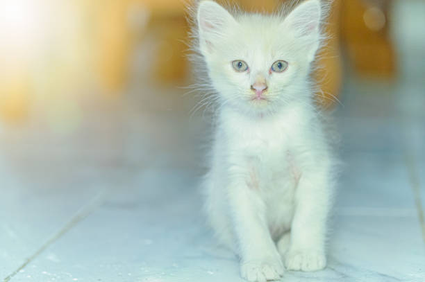 istock Close-up shot of a cute white kitten 1329628249