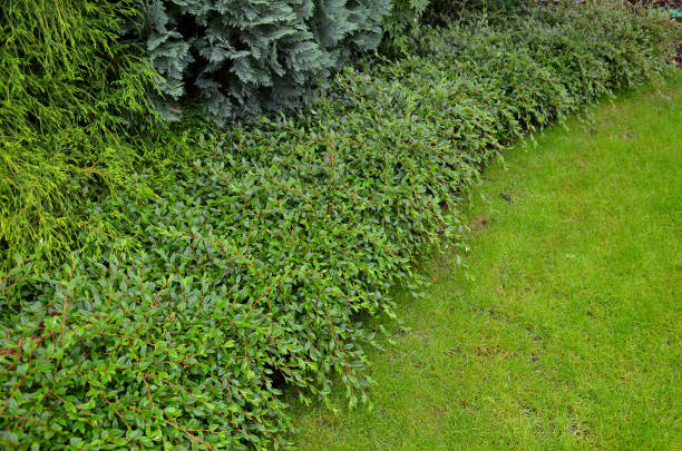 An evergreen, classically cushion-growing rock garden must not be missing in any garden. It is an ideal variant of greening steep slopes, rocks, pots, mixed plantings of a dry-loving nature. An evergreen, classically cushion-growing rock garden must not be missing in any garden. It is an ideal variant of greening steep slopes, rocks, pots, mixed plantings of a dry-loving nature. cotoneaster, dammeri , skogholm, divaricatus, jurgl, eichholz cotoneaster stock pictures, royalty-free photos & images