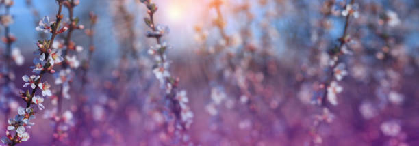 istock Beautiful spring nature scene with felt cherry flowers, flowering shrubs. Copy space.Spring background. 1329631645