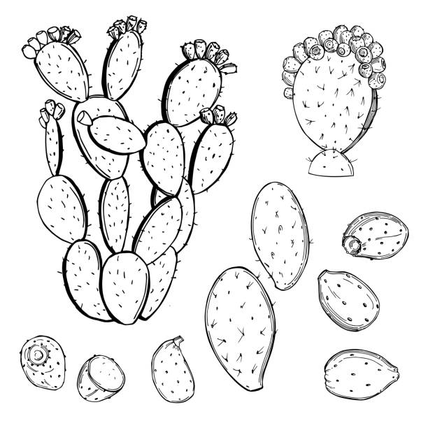 ilustraciones, imágenes clip art, dibujos animados e iconos de stock de cactus comestibles. ilustración vectorial. - ornamental garden plant tropical climate desert