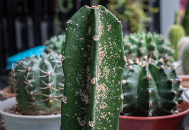 Hylocereus undatus cactus having problem with scale insect attached and sucking sap from this plant. It's easy to spread them to other houseplants, so check your plants carefully and kill it. cactus plant needle pattern stock pictures, royalty-free photos & images