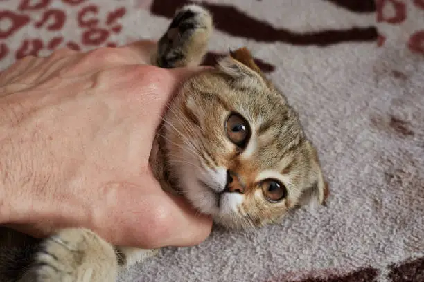 Photo of Mistreatment of a domestic cat chokes with a hand