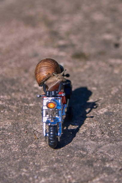istock A large grape snail on a bright toy motorcycle on a blurred natural background. 1329632905