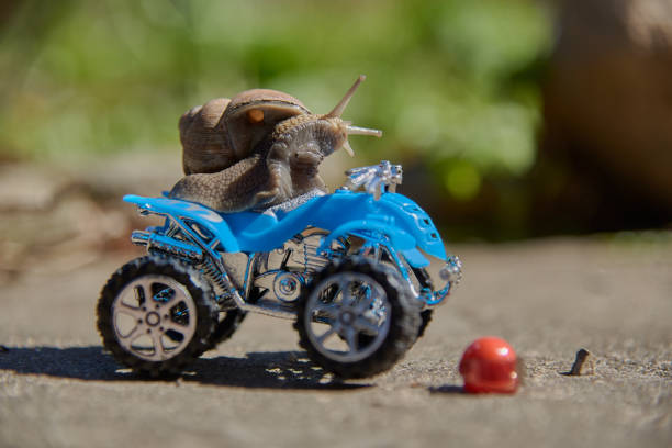 istock A grape snail on a blue toy ATV. Selective focus on the snail's head. 1329632934