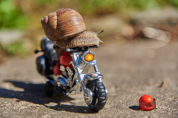 istock A large grape snail on a bright toy motorcycle on a blurred natural background. 1329632970