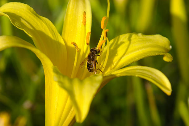 istock a bee works on a yellow lily flower 1329632979