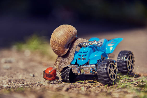 istock A grape snail on a blue toy ATV. Selective focus on the snail's head. 1329633070