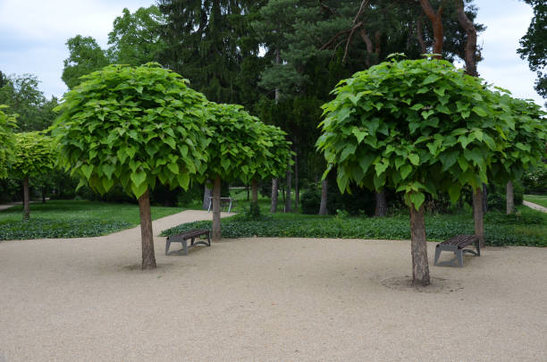 Photo of It is a low tree, with large leaves. The heart-shaped leaves are light to medium green. The tree maintains a broadly spherical, compact crown, an alley in the city park by the road