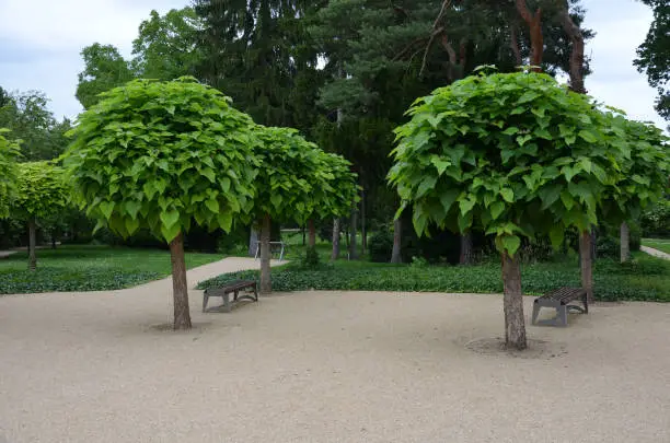 It is a low tree, with large leaves. The heart-shaped leaves are light to medium green. The tree maintains a broadly spherical, compact crown, an alley in the city park by the road, Catalpa bignonioides, bungei NANA, hedera helix