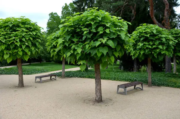 It is a low tree, with large leaves. The heart-shaped leaves are light to medium green. The tree maintains a broadly spherical, compact crown, an alley in the city park by the road, Catalpa bignonioides, bungei NANA, hedera helix
