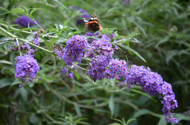 Butterfly Bush Violet Buddleia Davidii is a fast growing, open, usually gangly shrub growing 6 to 8 feet tall. Butterfly Bush Violet seeds can be started indoors, and also known as Summer Lilac this p Butterfly Bush Violet Buddleia Davidii is a fast growing, open, usually gangly shrub growing 6 to 8 feet tall. Butterfly Bush Violet seeds can be started indoors, and also known as Summer Lilac this , aglais urticae, buddleia davidii buddleia blue stock pictures, royalty-free photos & images