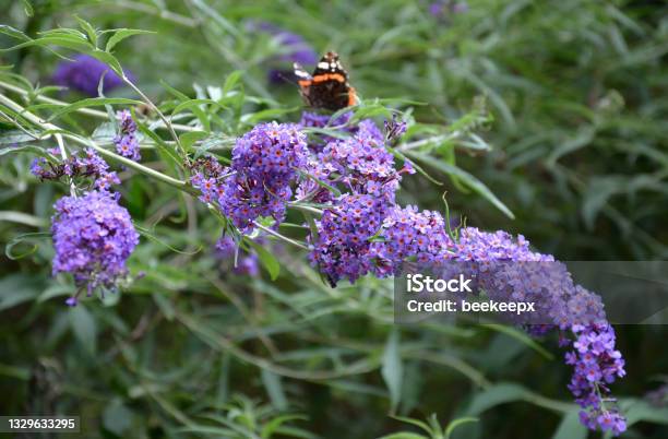 Butterfly Bush Violet Buddleia Davidii Is A Fast Growing Open Usually Gangly Shrub Growing 6 To 8 Feet Tall Butterfly Bush Violet Seeds Can Be Started Indoors And Also Known As Summer Lilac This P Stock Photo - Download Image Now