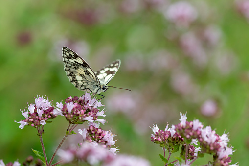 black white butterfly checkerboard sitting on a marjoram blossom against a green background with copy space