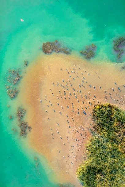 istock Seagulls on tropical sandy island surrounded by azure water - top view 1329635334
