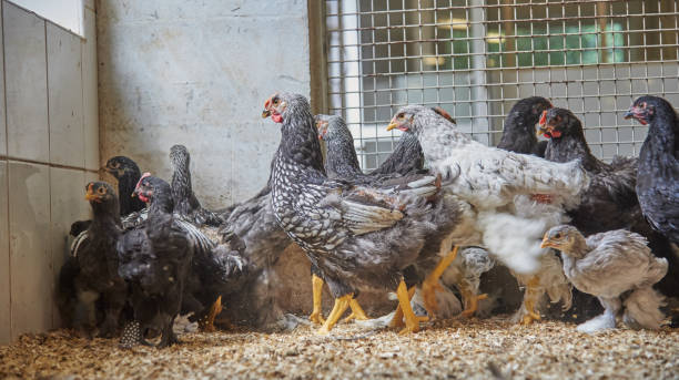 istock Numerous chickens in a chicken coop on a farm. 1329635477