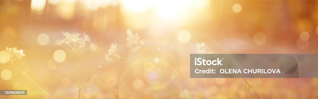 Fundo de outono desfocado. Fundo natural abstrato com bokeh e sinalizadores solares - Foto de stock de Plano de Fundo royalty-free Fundo de outono desfocado. Fundo natural abstrato com bokeh e sinalizadores solares - Foto de stock de Plano de Fundo royalty-free