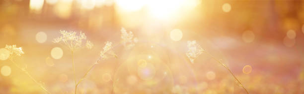 размытый осенний фон. абстрактный природный фон с боке и солнечными вспышками - wildflower nobody grass sunlight стоковые фото и изображения