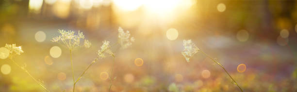 istock Blurred autumn background.Blurred natural background.Delicate natural background in pastel colors with a soft yellow accent 1329635529