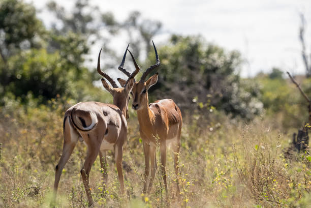 istock Two impala antelope standing face to face. 1329637313
