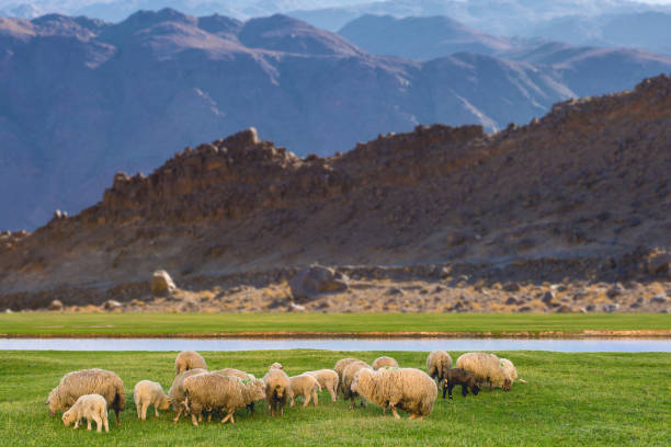 istock Sheep and goats graze on green grass in spring 1329638073